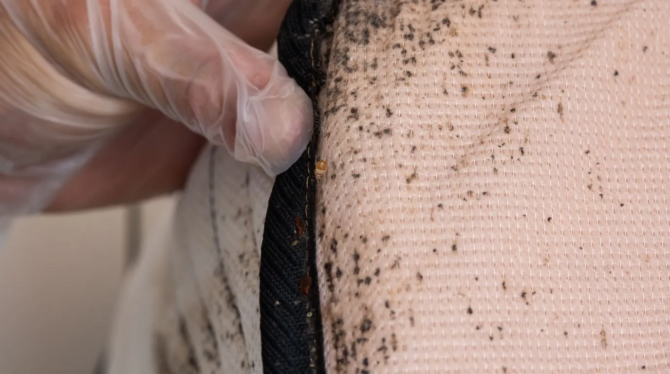 A gloved hand inspecting a mattress seam revealing dark fecal spotting and live bed bugs, showing clear signs of an infestation.